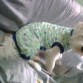 oy un perrito lindo y consentido mi dueño me esta buscando una compañera ayudenlo por favor 